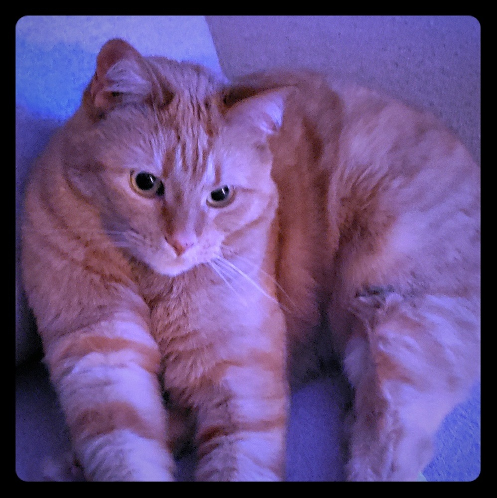 Meet your Posher, Rocio